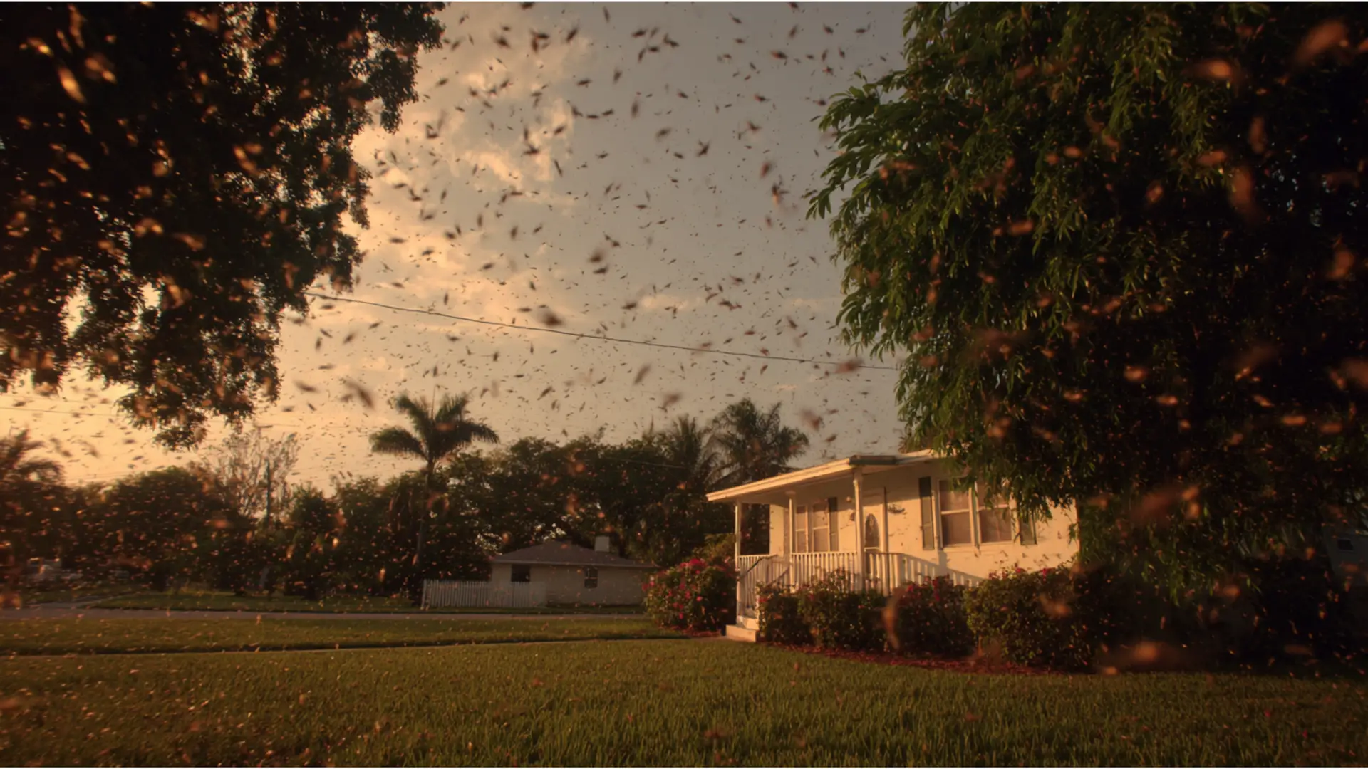 August Pest Invasion in Bradenton: Why the Humidity Makes Things Worse